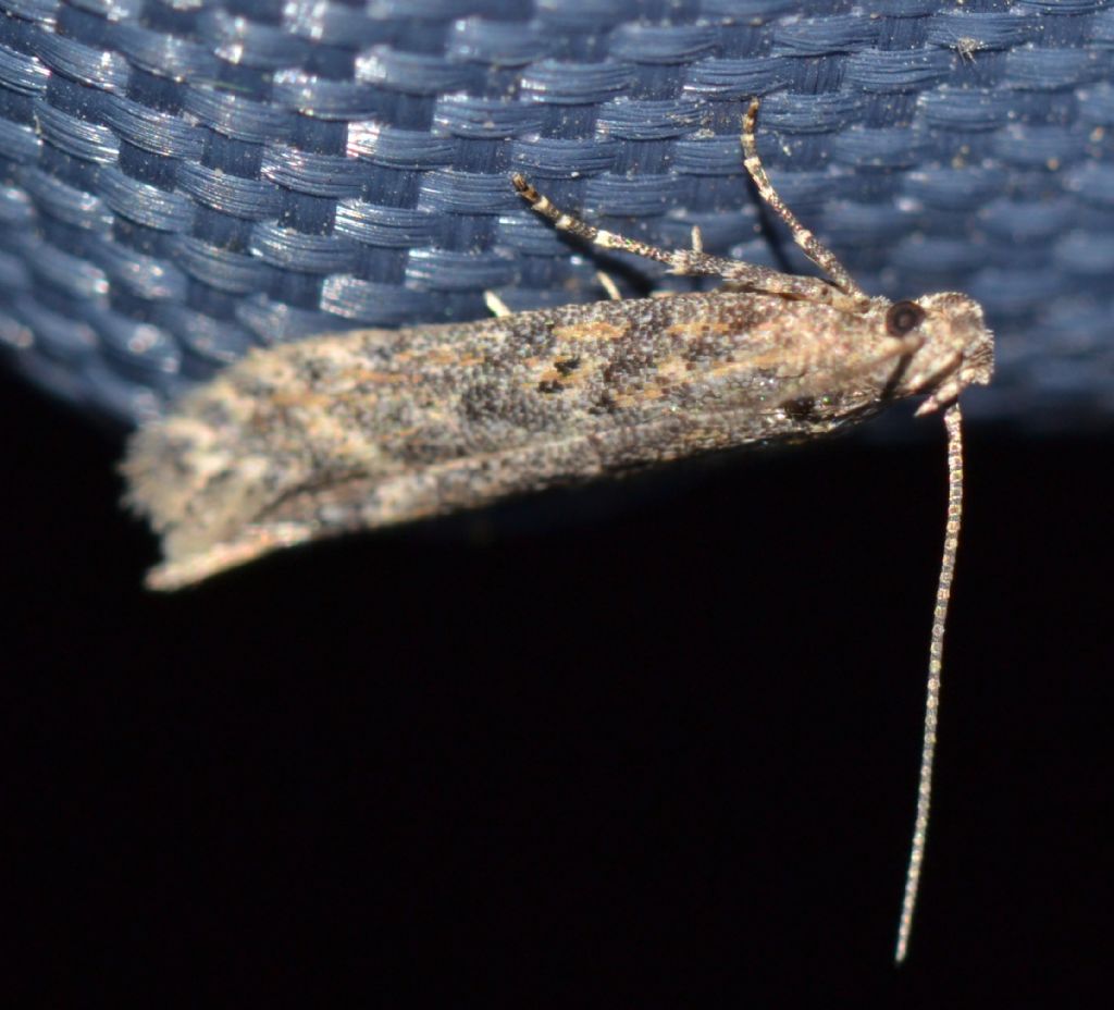 Lepidottero da identificare (150)